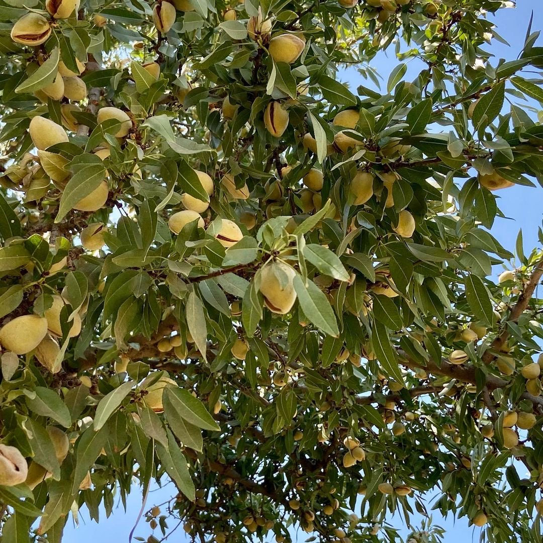 Green almond hulls hanging on almond tree branches